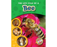 The_Life_Cycle_of_a_Bee